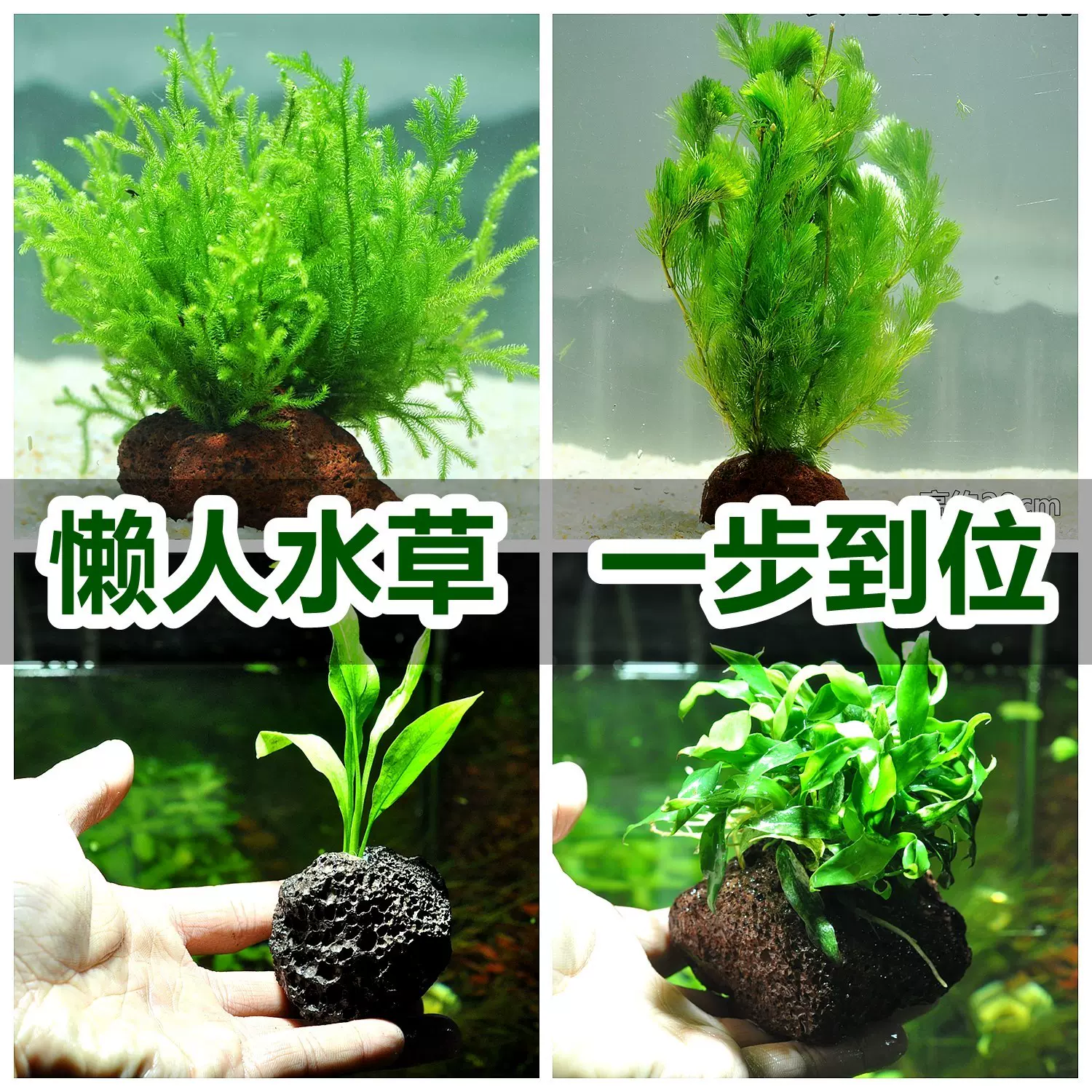 养金鱼的水草植物真草成景内景水草鱼缸里客厅种植造