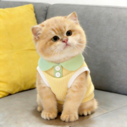 Cat Clothes Spring and Summer New Style Polo Shirt Thin Vest Anti-Shedding Small and Medium-Sized Dog Clothes Pet Clothing