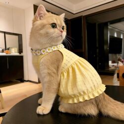 Cat Clothes, Summer Thin Dress, Anti-Shedding German Ragdoll Pet Dog Clothes, New Breathable Skirt