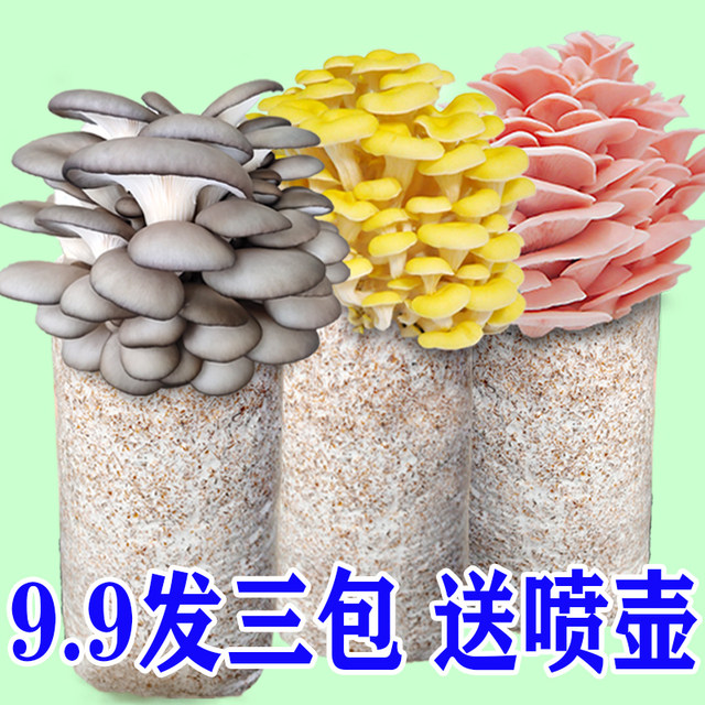 Home Mushroom Mushroom Pack Mushroom Planting Pack Oxygen Rod Shiitake Mushroom Mushroom Edible Mushroom
