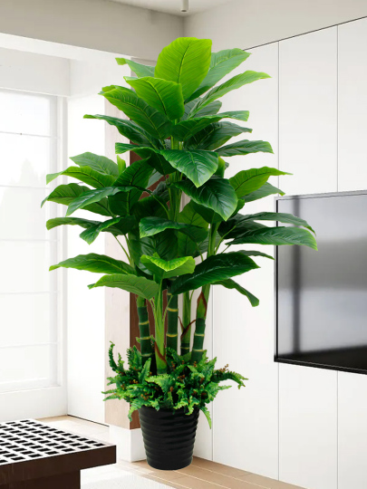 peacock prayer plant Calathea Makoyana, Prayer Plants