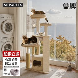 Pet Brand Cheese Cat Climbing Frame, Small-Sized, Space-Saving, Multi-Layered Solid Wood, Home-Specific Cat Shelf, Cat Bed, Cat Tree All-In-One