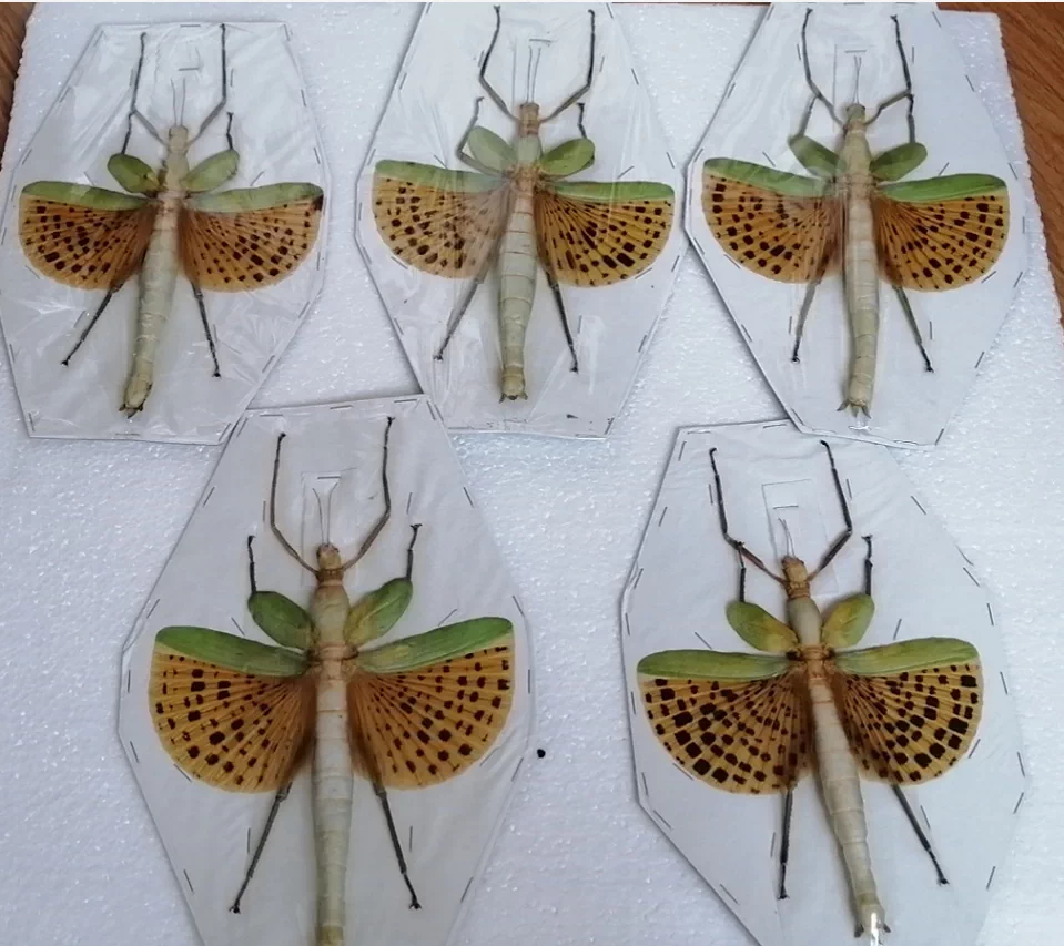 豹斑竹节虫标本paracyphocrania Major雌昆虫标本叶脩叶子虫96