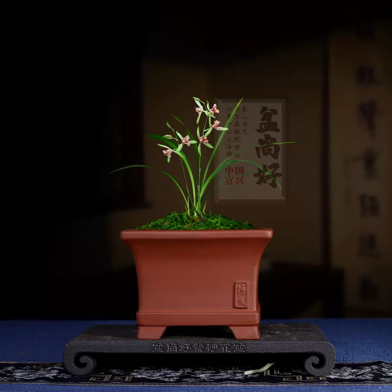 宜兴紫砂花盆小号多肉菖蒲桌面绿植盆景文竹老桩