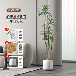 Dragon's Blood Tree Artificial Green Plant Potted Large Artificial Green Plant Decorative Tree Indoor Living Room Millennium Tree Artificial Plant