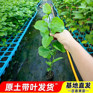 Authentic Passion Fruit Painted Potasse Planting Golden Fruit Seedlings Planting the results of the four seasons of the north and south courtyards are easy to raise