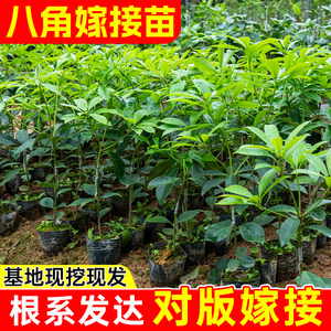 
Grafted octagonal saplings are dwarfed and high-yielding. The red Roman wood king Dongrong octagonal seedlings and fennel aniseed trees bear fruit in the same year.