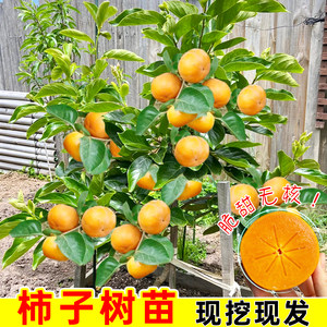 
Taiqiu persimmon saplings are now dug in the sun. Fengfeng persimmon saplings are grafted with crisp sweet Jiro persimmon fruit trees and fruit seedlings are planted in the north and south.