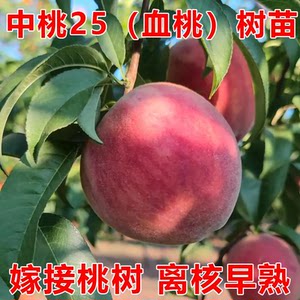 
Grafted blood peach saplings, early-maturing new varieties, walnut saplings, grafted red-fleshed, yellow-fleshed peach saplings, potted ground planting