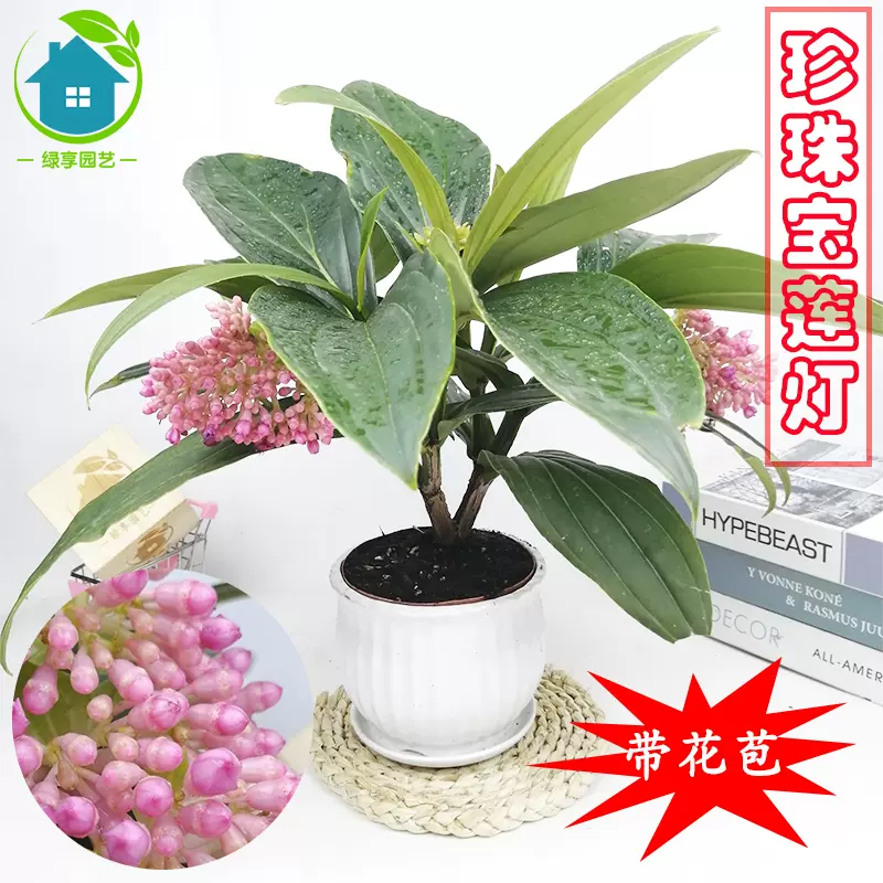 珍珠宝莲灯花盆栽豪华美丽花卉宾馆厅堂办公桌室内鲜花植物吸