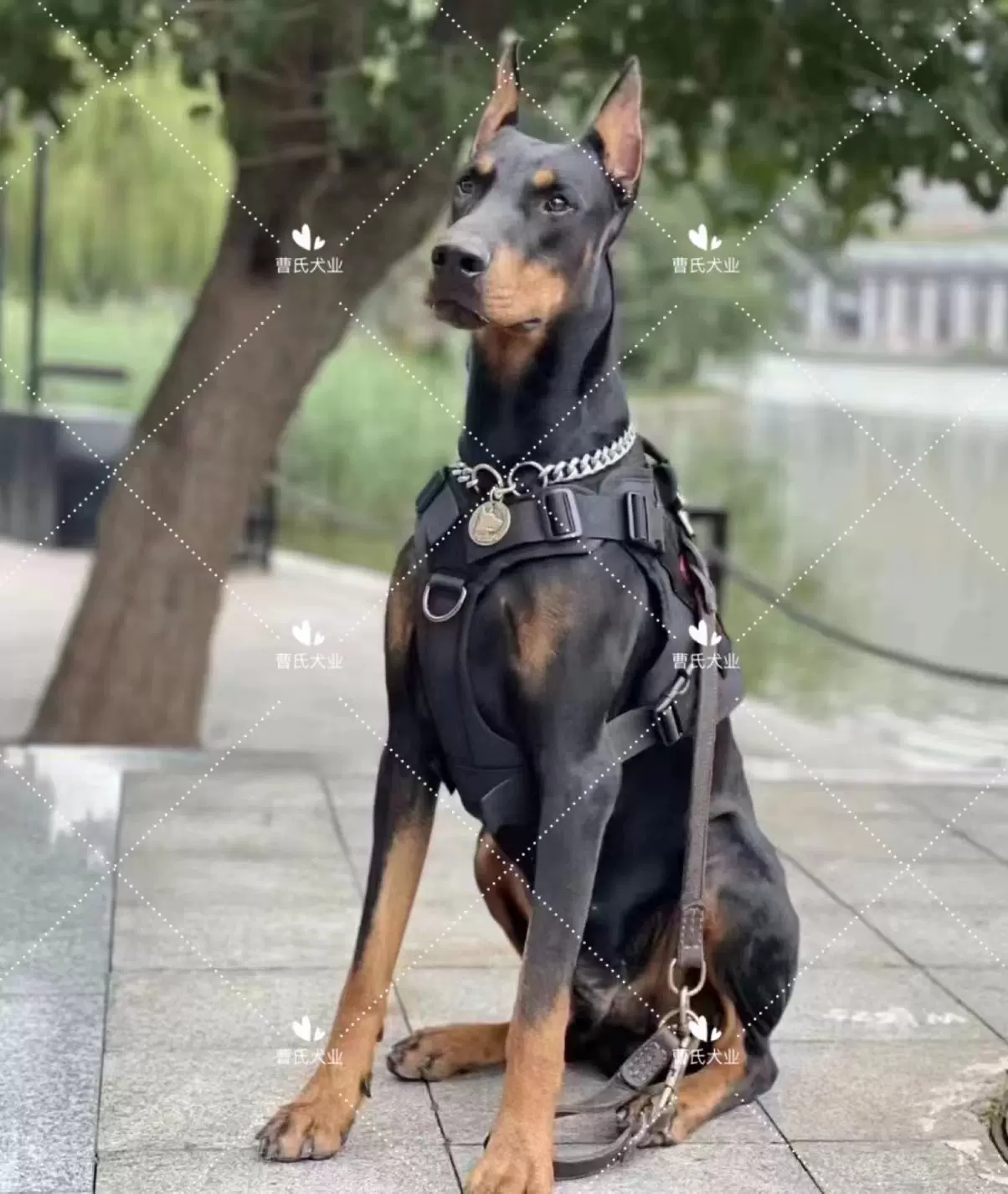 犬舍纯种杜宾犬德系杜宾幼犬活体护卫犬大型犬警犬宠物狗猛犬猎犬 Taobao