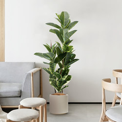 Roman's Mom Nordic-Style Artificial Plant Rubber Tree Indoor Greenery Decoration Floor-Standing Clothing Store Window Display
