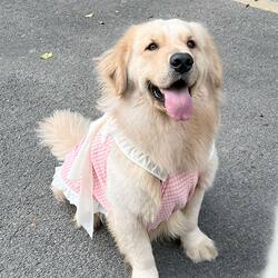 Pet Dog Clothes, Pink Plaid Dress for Large, Medium, and Small Dogs, Golden Retriever, Labrador, Decorative Photo Shoot Dress
