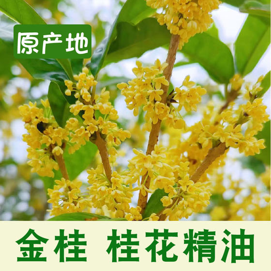 
Love Xiang Mimi Osmanthus Single Essential Oil Natural Plant Skin Care Gold Osmanthus Cold Flavor Aromatherapy Machine Pleasant Mood