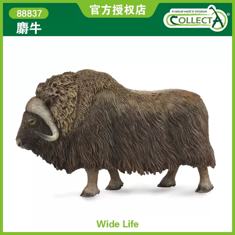 英國CollectA我你他仿真野生動物模型玩具兒童認知禮品88837麝牛