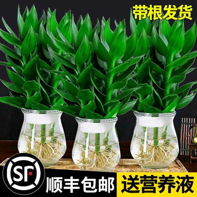 Guanyin Bamboo Rich Bamboo Hydroponic Plants Rooted Flowers Green Plants Pothos Indoor Potted Plants Transfer Bamboo Water for Good Growth