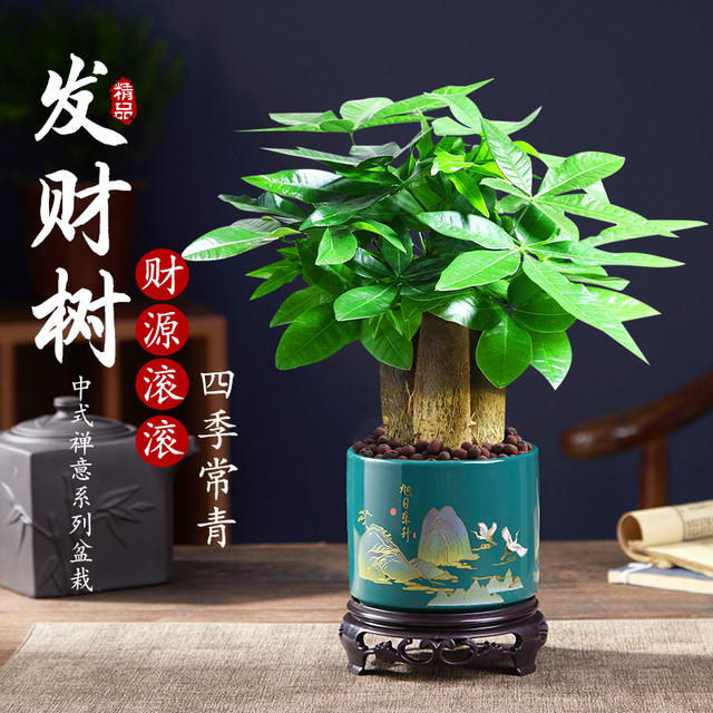 care of dieffenbachia Dieffenbachia Camille main image 0
