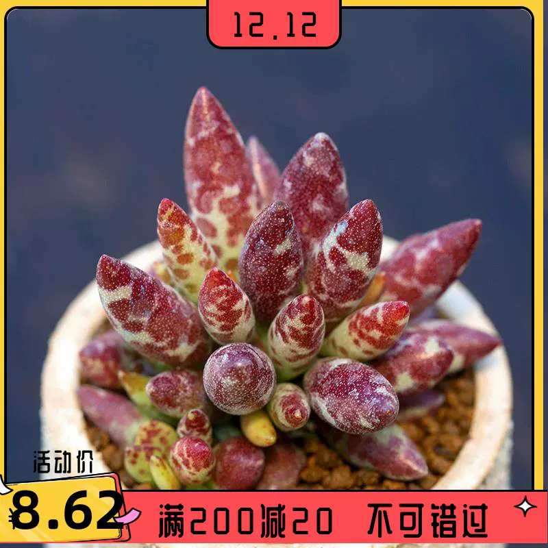 梅花鹿多肉植物赤兔水泡多肉海豹水泡多肉玛丽安水泡状态好看