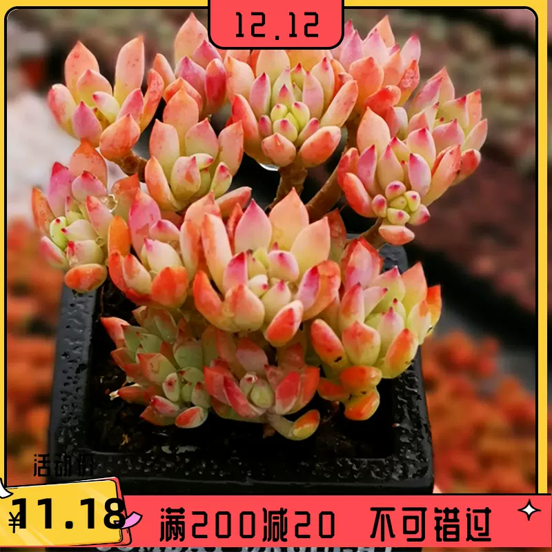 超大巨型小美女多肉植物老桩稀有品种罕见清棚小贵货