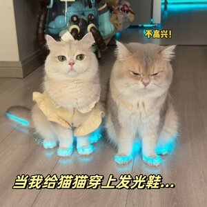 
Cat luminous shoes toy dog shoes pet luminous reflective toys fun photo shooting night video accessories