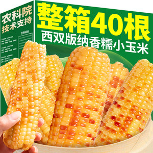 10*0.5kg, Yunnan Xishuang Version Na Xiang Nu Xiaoya Fresh Fresh Flower Glutinous Corn Basket Vacuum Breakfast Breakfast Specialty