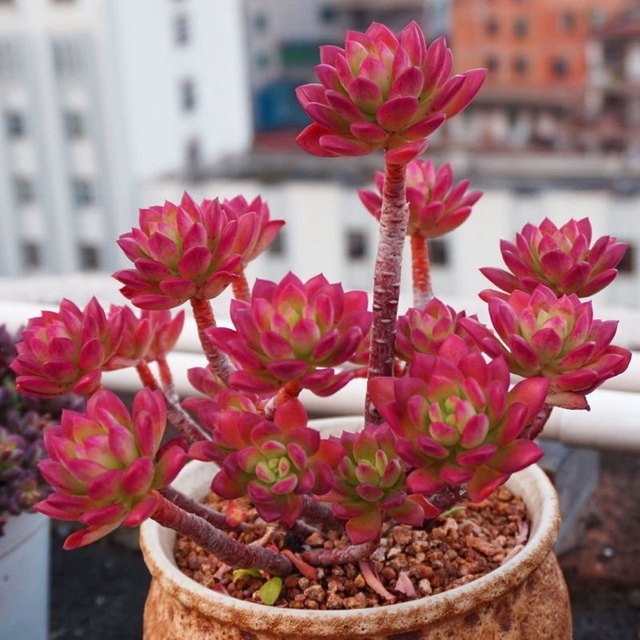 Red rose, red lotus, old pile, succulent, newbie, newbie, balcony, courtyard, easy to raise succulent potted plants