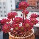 Red rose, red lotus, old pile, succulent, newbie, newbie, balcony, courtyard, easy to raise succulent potted plants