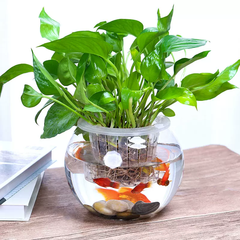 水培植物玻璃瓶透明花瓶容器黃金葛花盆圓球形魚缸水培小號客廳桌面-Taobao