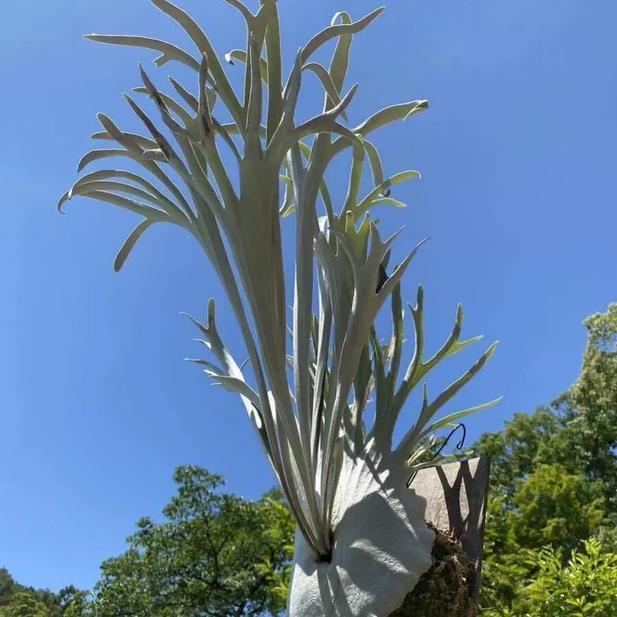 E59 P.willinckii cv Aysun ''月神'' 'sporeling' (O CLUB)