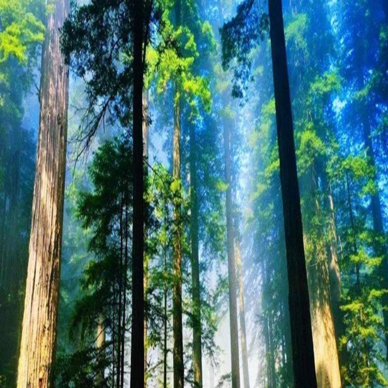 纯玩--杭州千岛湖中心湖区梅峰岛揽胜/钓鱼岛天屿观景1日跟团游