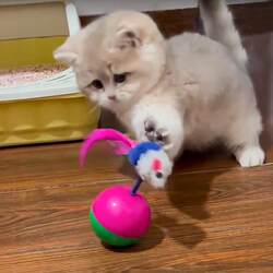 Cat Toy Tumbler Mouse Teaser Stick for Kittens, Self-Entertainment Boredom Buster, Kitten Scratch-Resistant and Bite-Resistant, Energy-Consuming