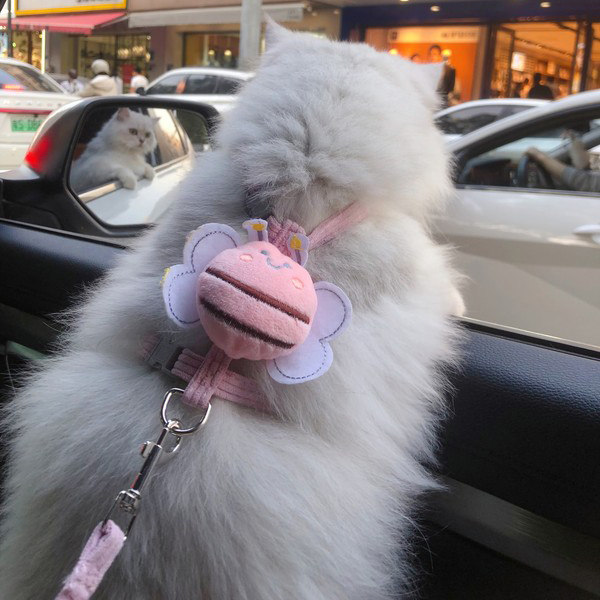 Cat leash for outings, anti-breakaway I-shaped cat walking rope, kitten ...