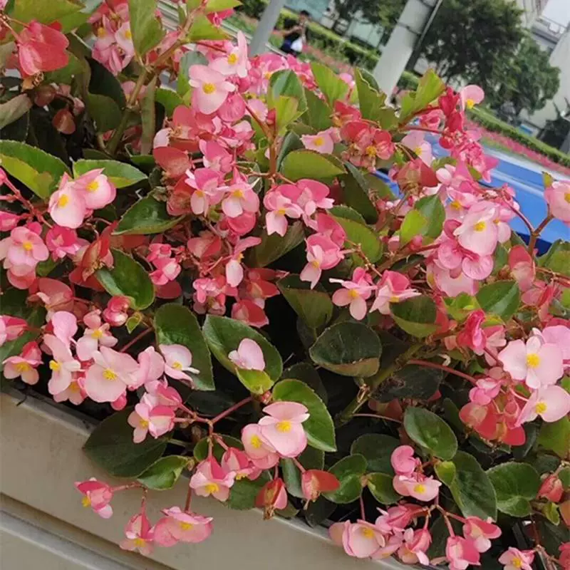 四季秋海棠花苗盆栽大花玻璃翠重瓣四季开小花阳台庭院多年生易活