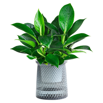 Hydroponic green ivy golden diamond potted plants to remove aldehydes green plants are easy to maintain