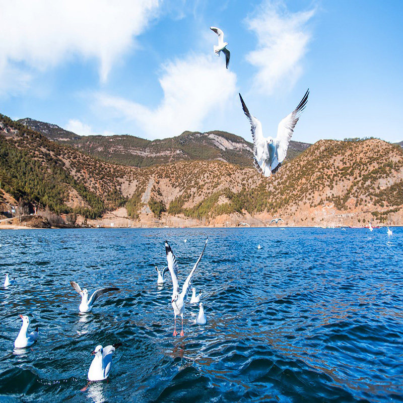 云南5天4晚跟团游泸沽湖丽江古城玉龙雪山云杉坪情人沙滩篝火晚会