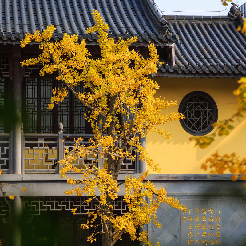 苏沪杭5天4晚纯玩半自由行桐乡乌镇西栅杭州西湖苏州寒山寺外滩