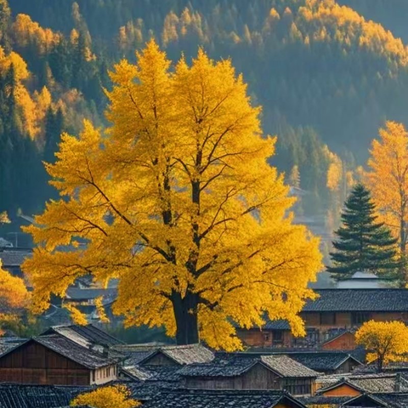 【养生温泉】云南旅游6天5晚含双动车芒市腾冲一寨两国银杏村打卡