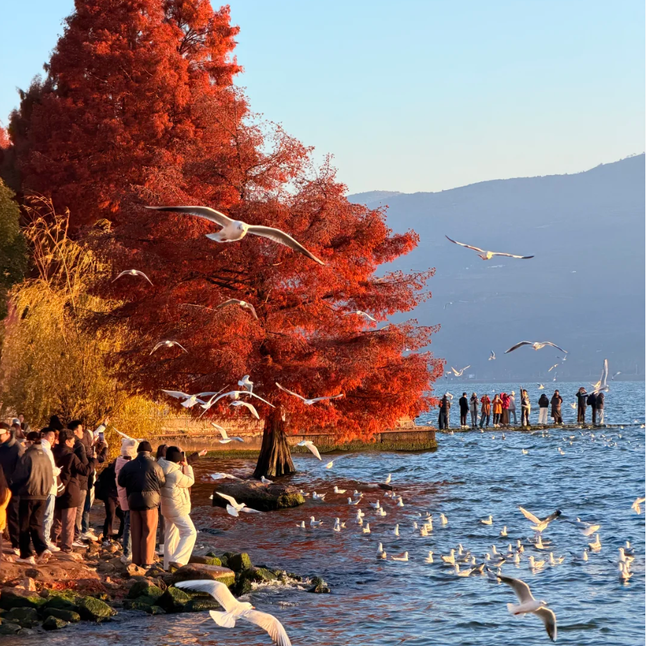 【纯玩云南12人小团】云南旅游10天跟团游 昆明大理丽江西双版纳