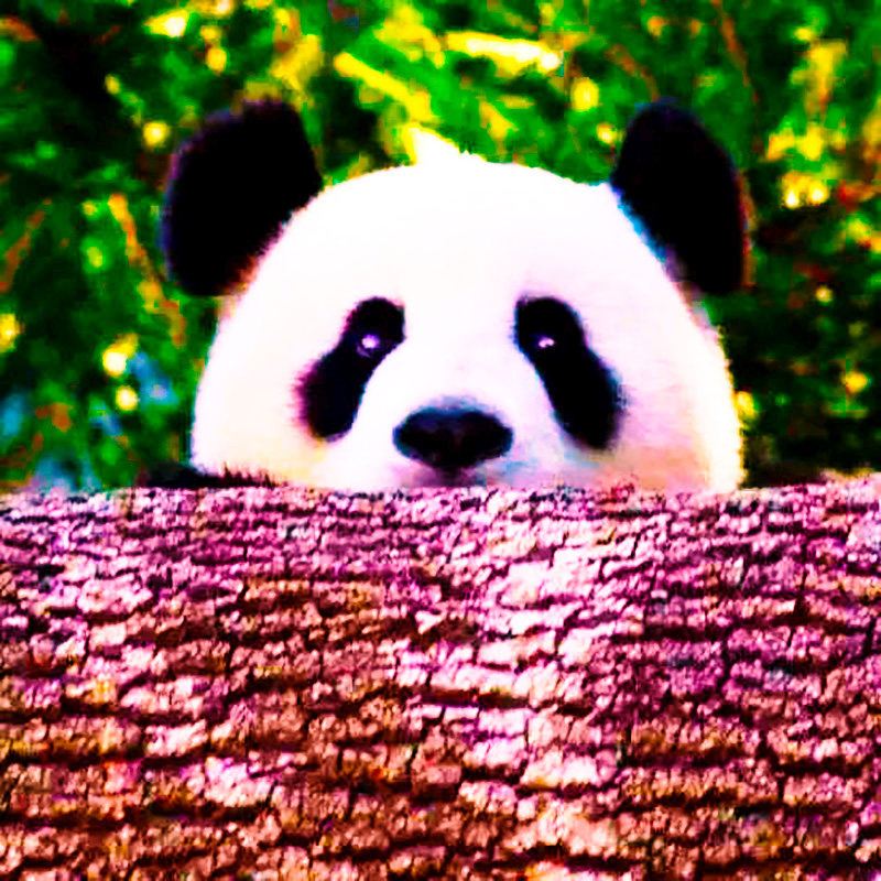 都江堰+大熊猫基地纯玩一日游丨成都出发到四川周边1天跟团旅游行