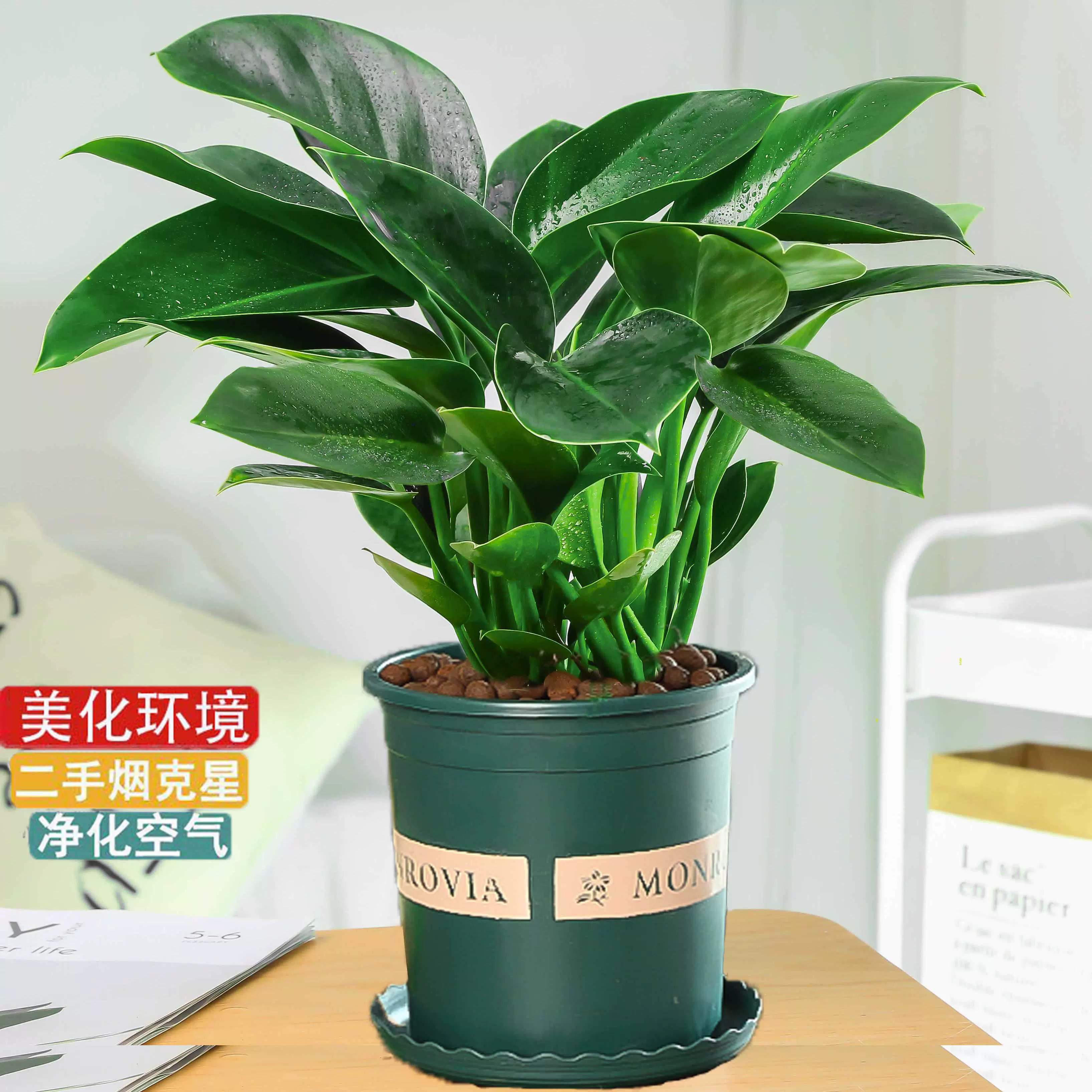 大叶绿公主铂金钻盆栽室内大型客厅水培花卉万年青绿萝好养绿植物