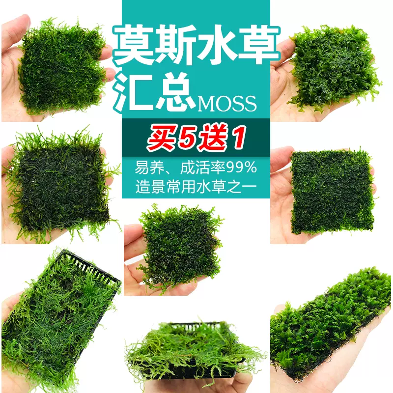 魚缸沉木莫斯水草水晶鹿角苔火焰垂淚鬆茸怪厥莫斯陰性活體植物 Taobao
