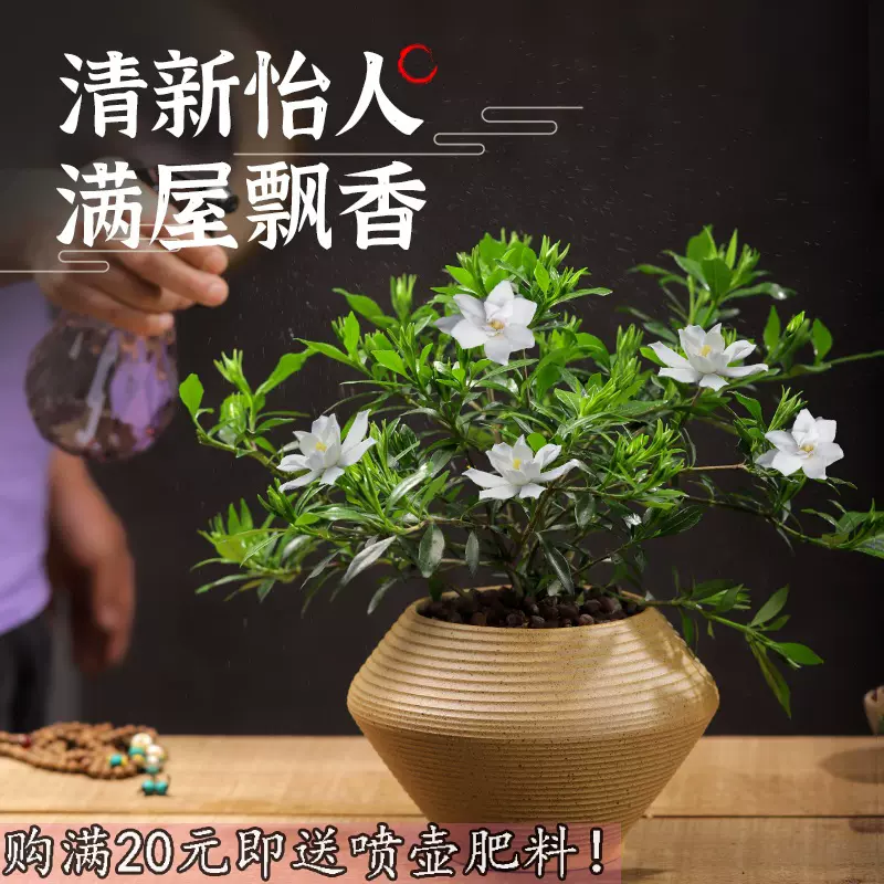 栀子花盆栽带香味的花卉植物室内花好养活四季开花带