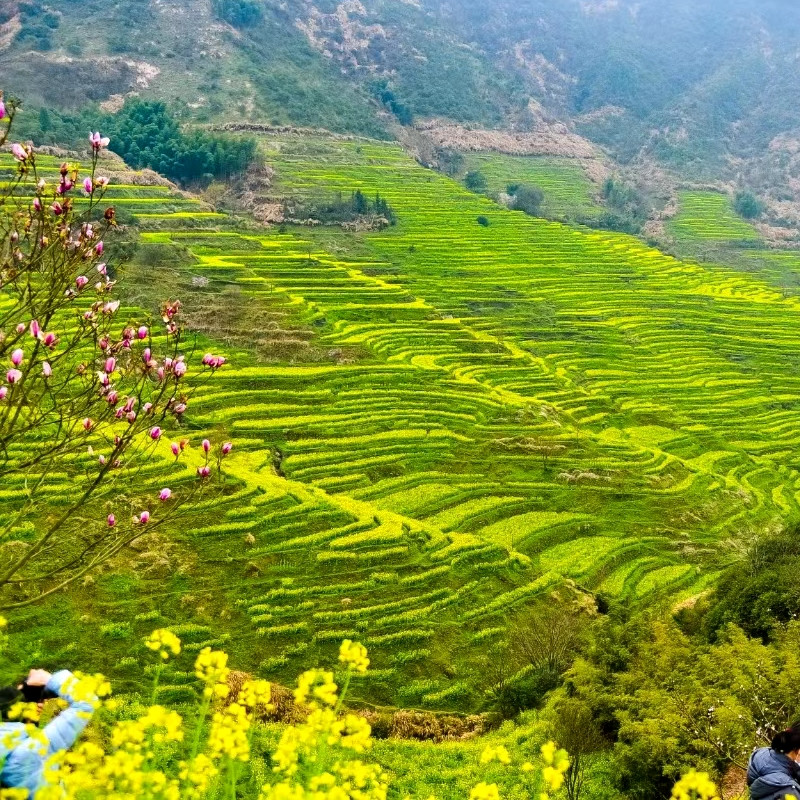 婺源小众路线2天1晚篁岭庆源三眼桥上坦村察关虹关漳村2-6人小团