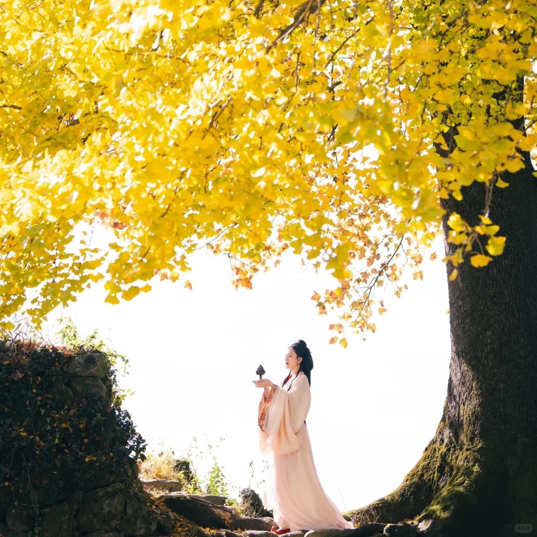 元旦【清远小江银杏村+蓝山谷红枫2天】漫步湘江大峡谷+万山朝王