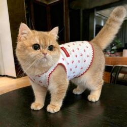 Cat Clothes, Kitten Anti-Shedding Summer Thin Vest, German Cat Spring Clothes, Pet Dog Clothes, Cute and Breathable