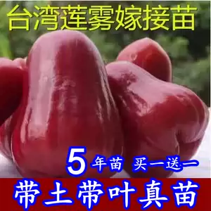 花付き！特大 レンブ取木苗木 台湾黑金剛 蓮霧 超希少 特大 レンブ