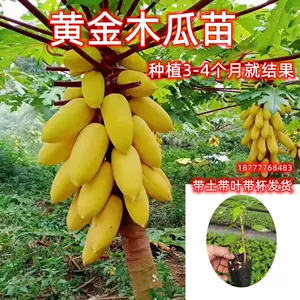 木瓜树花- Top 100件木瓜树花- 2024年3月更新- Taobao