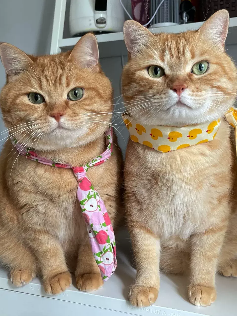 中华田园猫橘猫幼崽纯种狸花猫幼猫玄猫黑 中华田园猫橘猫幼崽纯种狸花猫幼猫玄猫黑