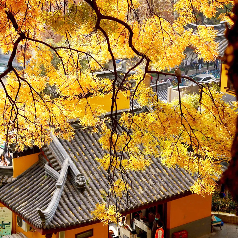 南京4日3晚跟团游 南京旅游四日游2-12人精致团 市区四钻方便夜游