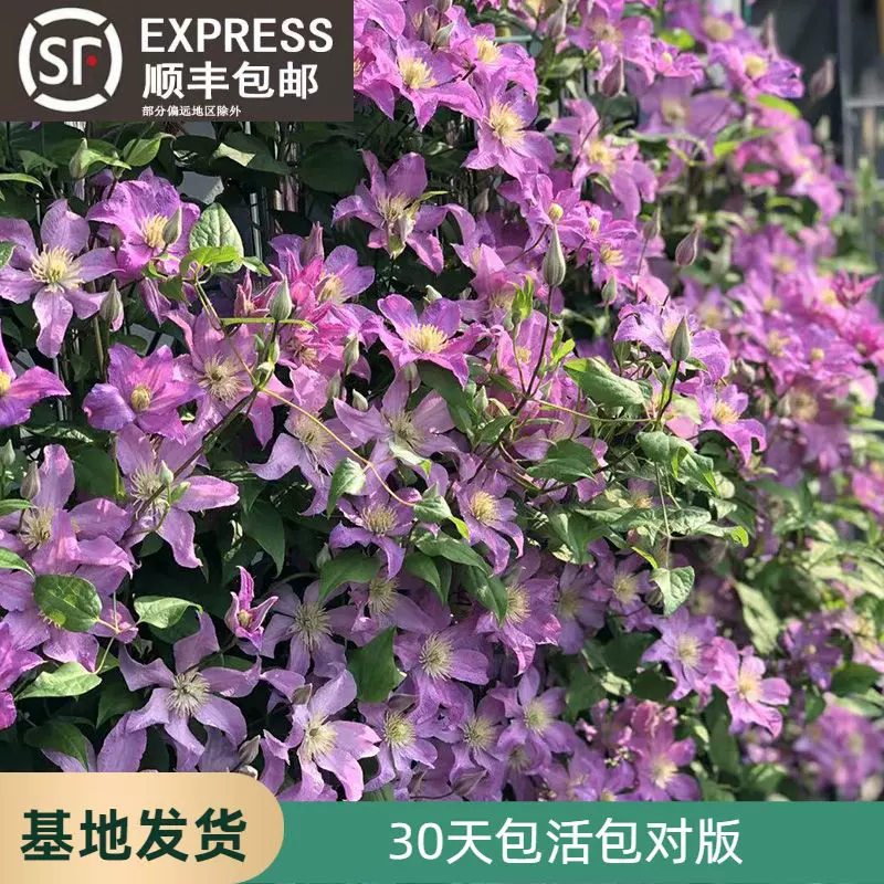 紫冬铁线莲小苗盆栽藤本爬藤植物乌托邦阳台花卉重瓣